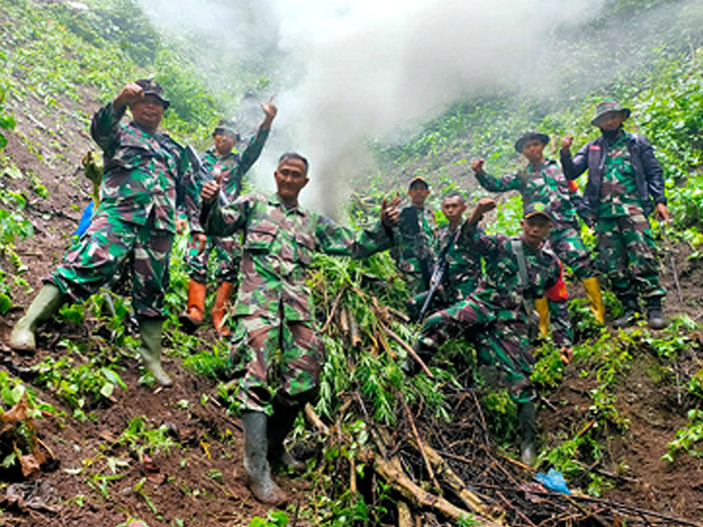 ladang ganja1