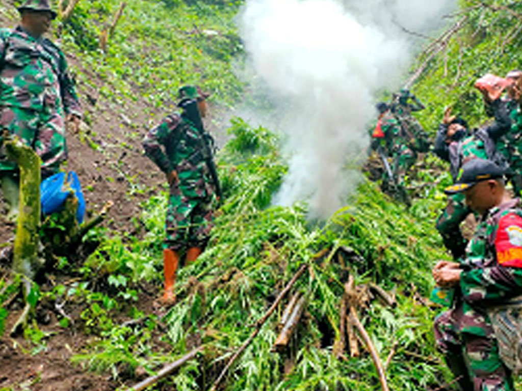 ladang ganja3