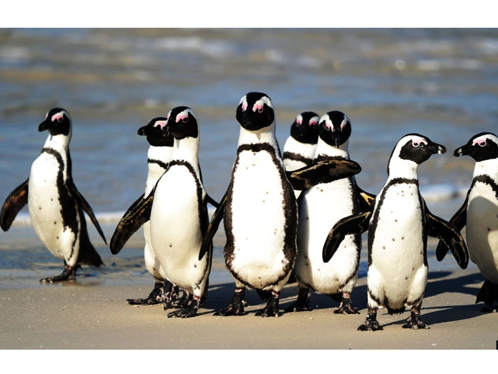 Penguin Afrika