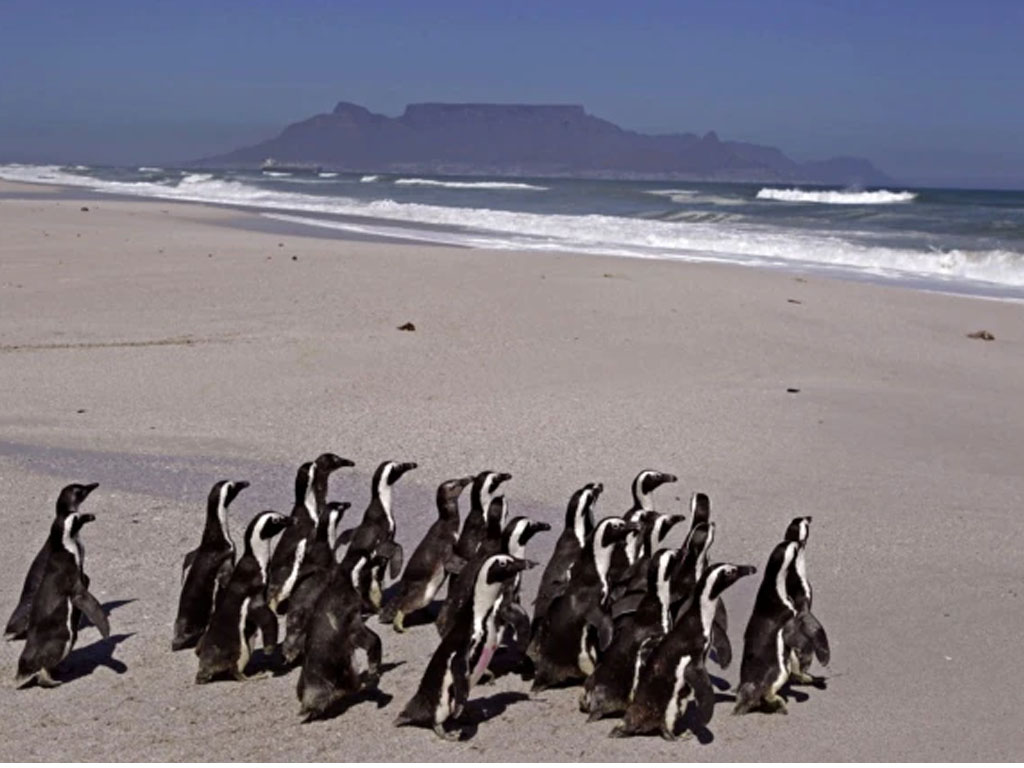 Penguin berjalan ke laut