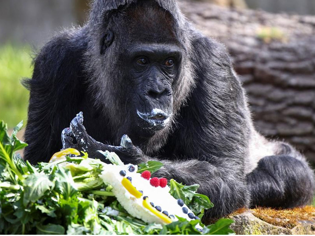 Gorila tertua di dunia berumur 65 tahun, Fatou