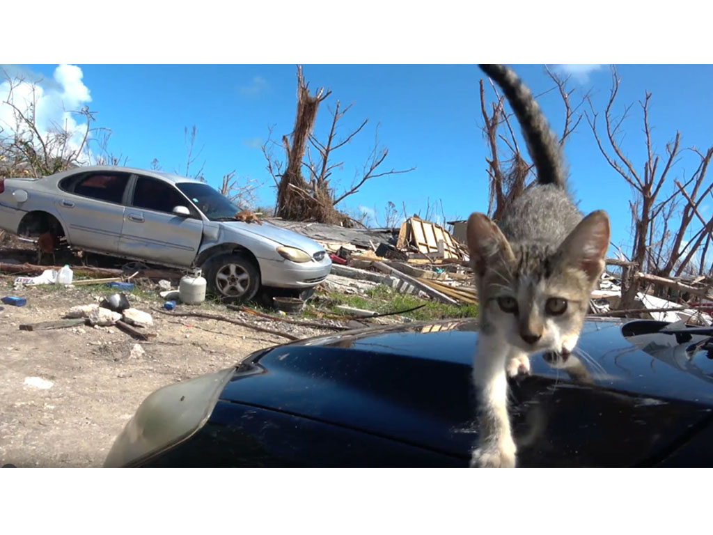 kucing di reruntuhan bencana alam