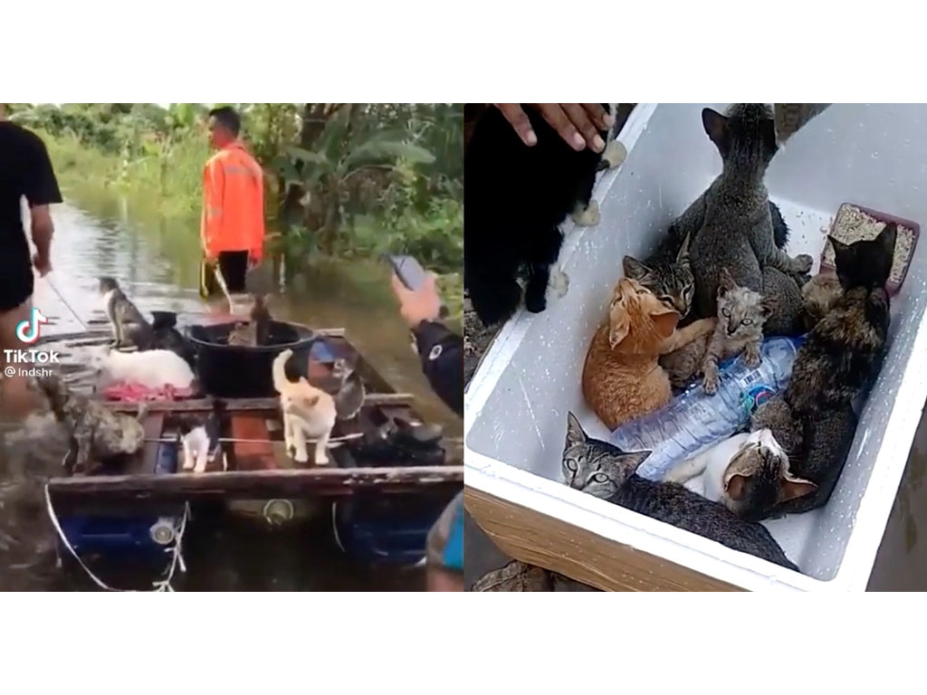 menyelamatkan kucing di kalsel