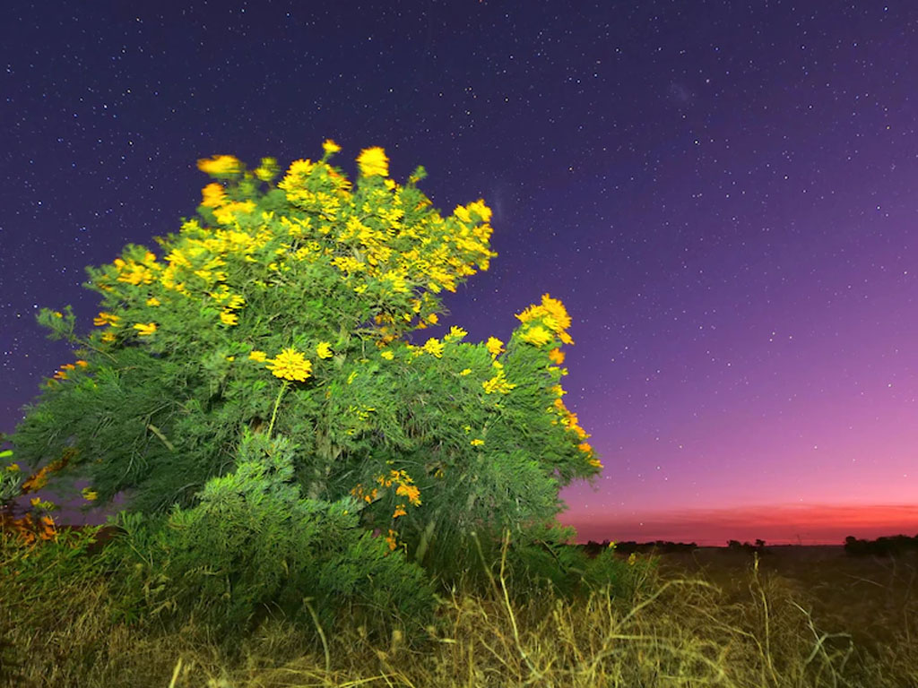 pohon natal di australia