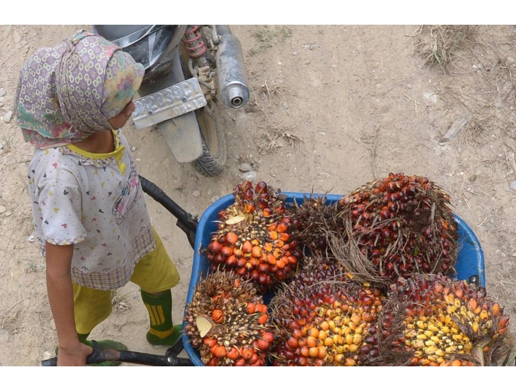 Penelitian Tunjukkan Kelapa Sawit Lestarikan Kemiskinan Petani