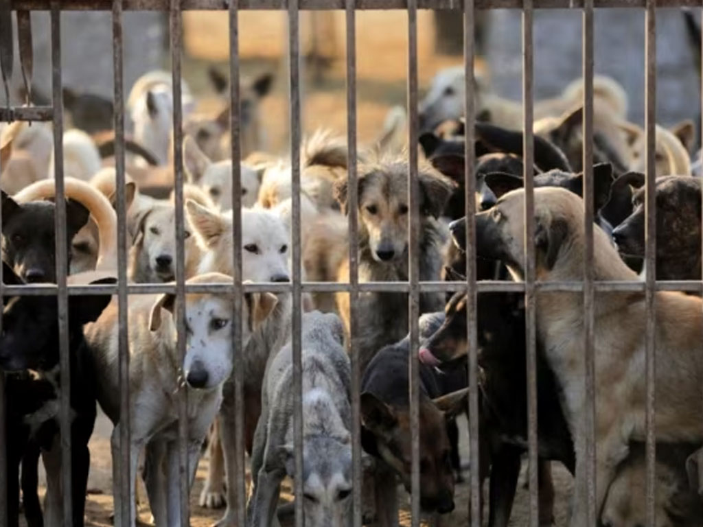 anjing di penampungan di kairo