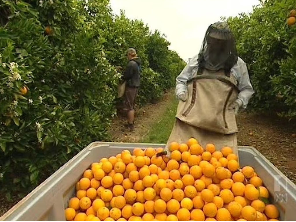 Citrus Australia