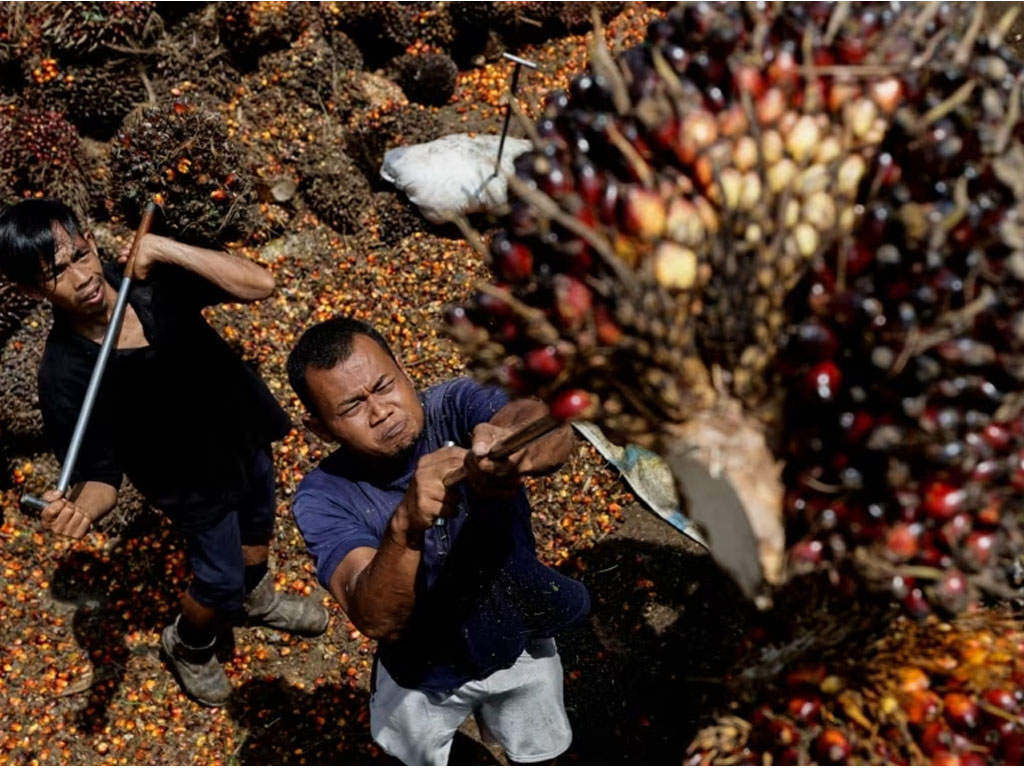 buruh kebun sawait di riau