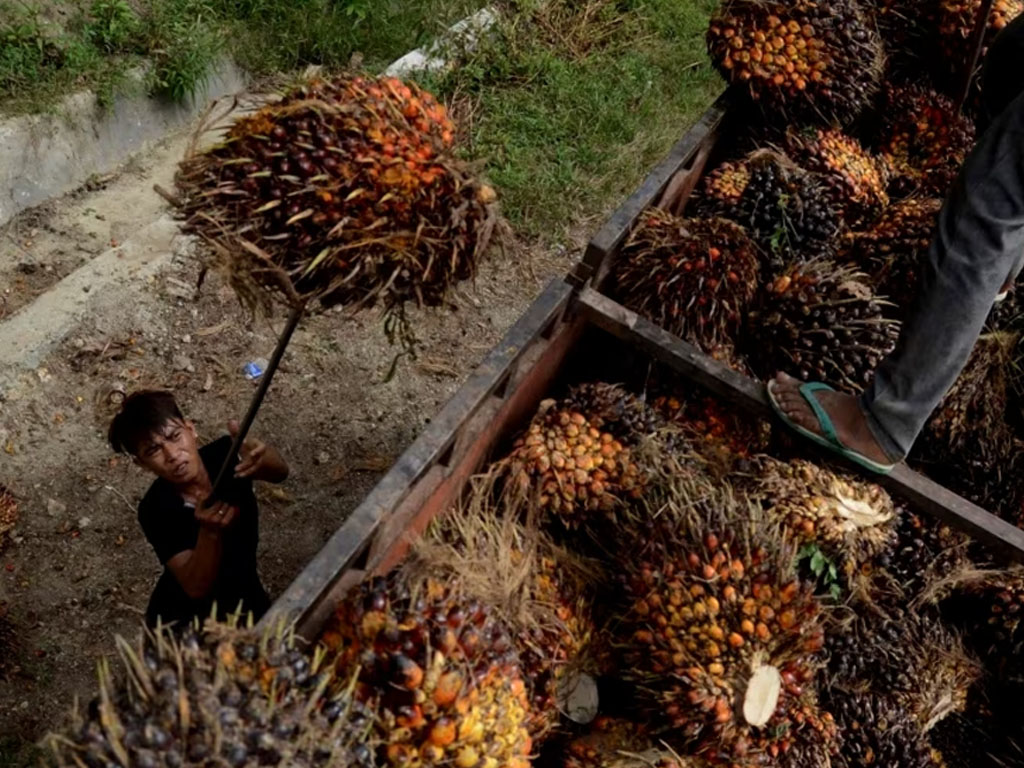 buruh pemetik sawit di sulbar