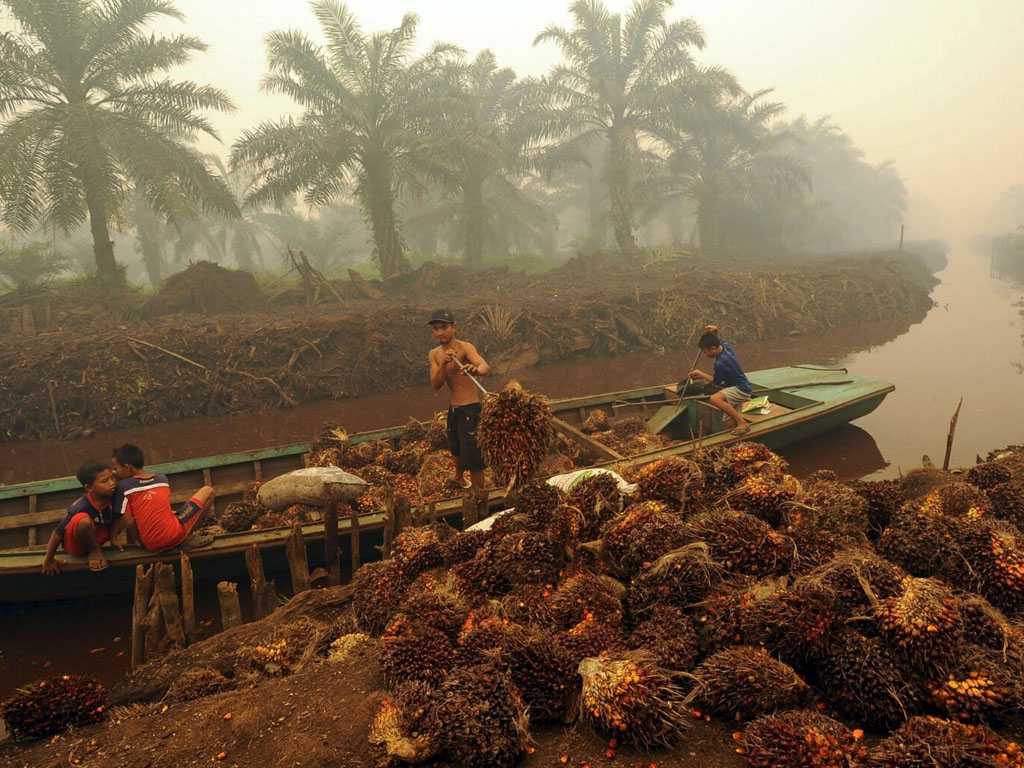 pekerja sawit di jambi