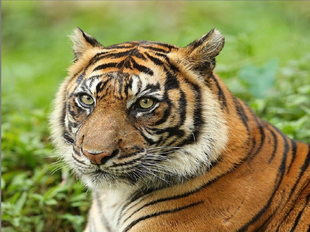 Taman Safari Bogor