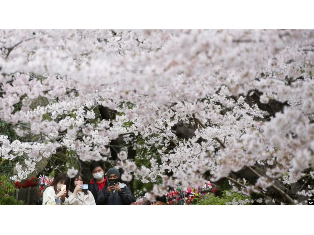 warga di bawah bunga sakura di Tokyo