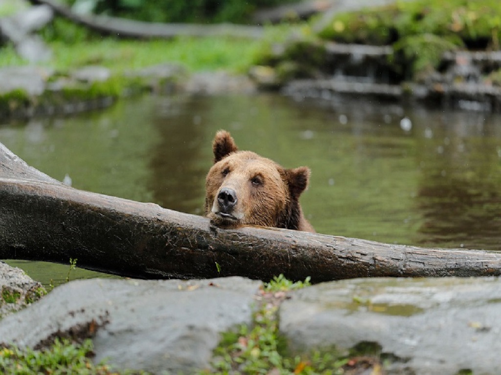 World Bear Day