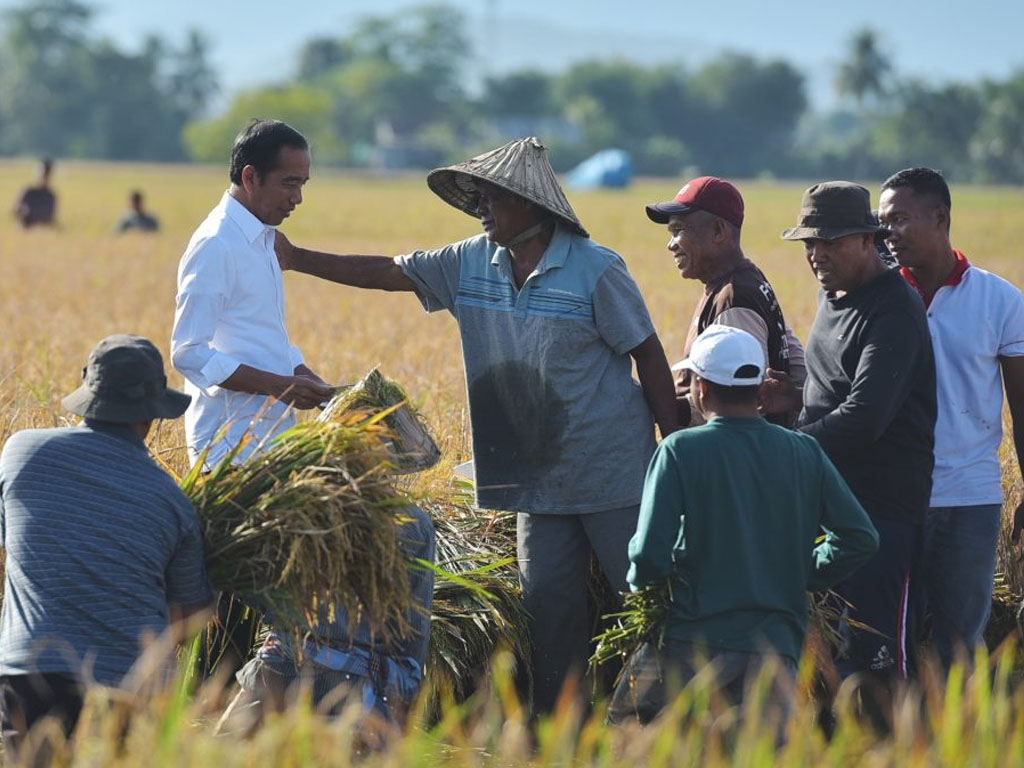 jokowi panen di maros sulsel