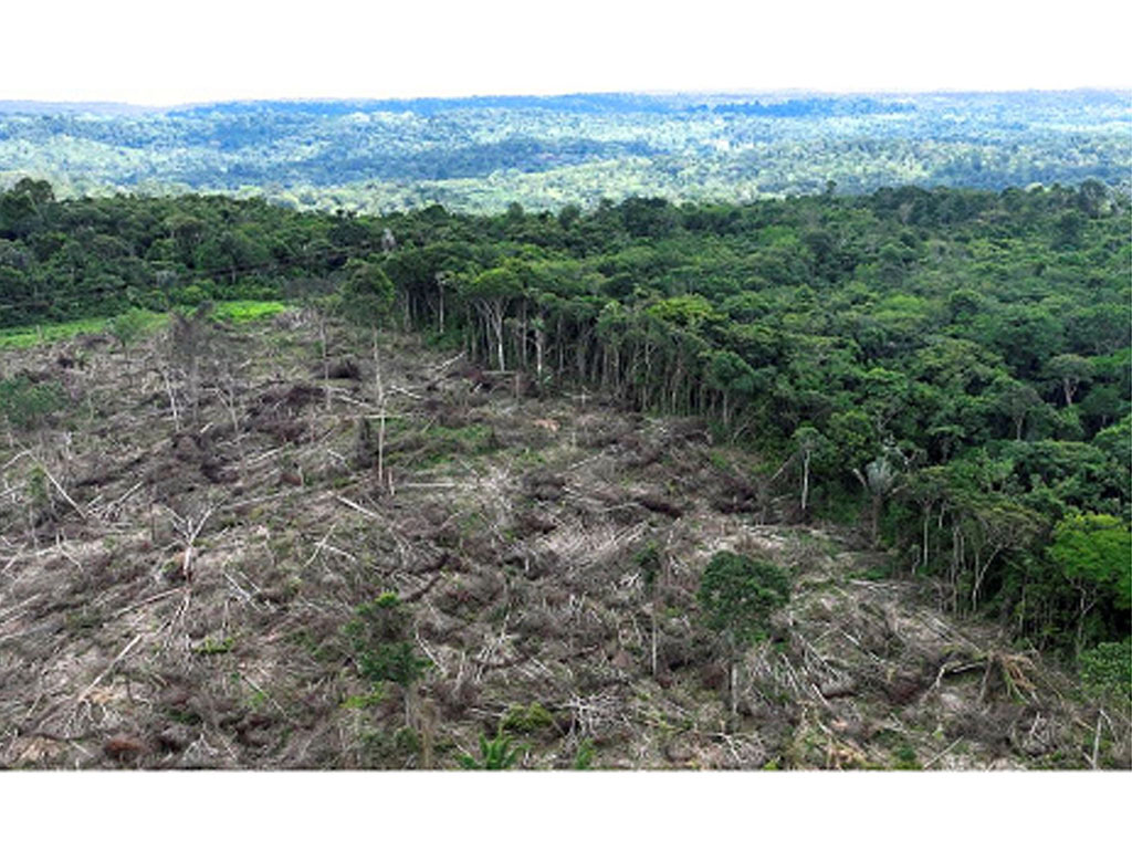 hutan di brasil