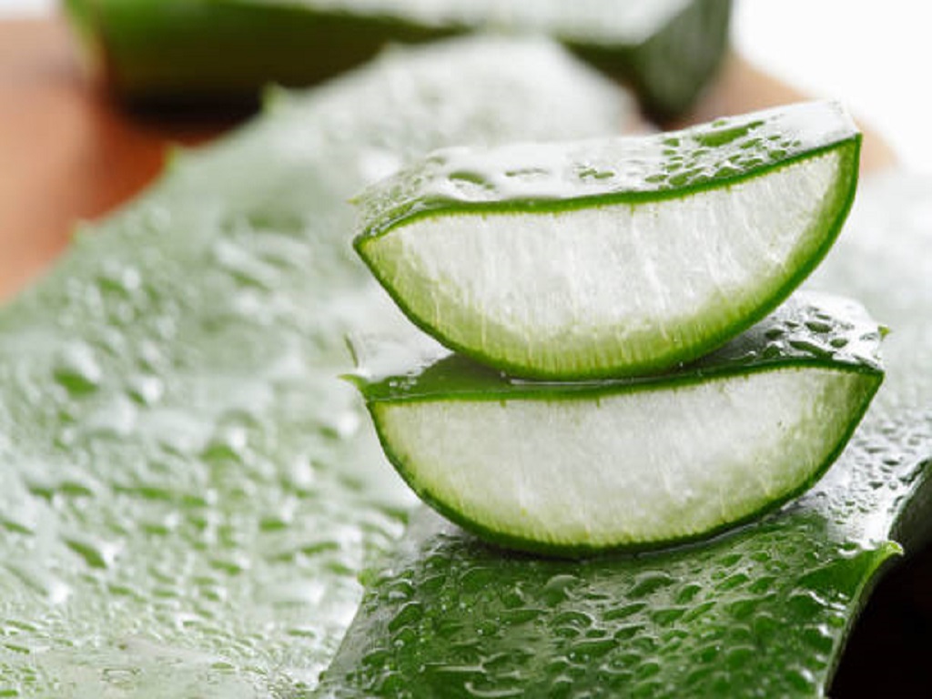 6 Manfaat Aloe Vera untuk Kulit Wajah, Bantu Atasi Kulit Kering Tagar