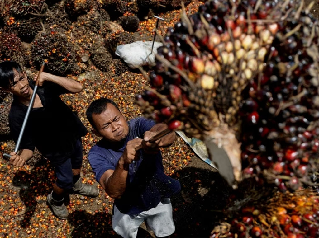 pekerja kelapa sawit