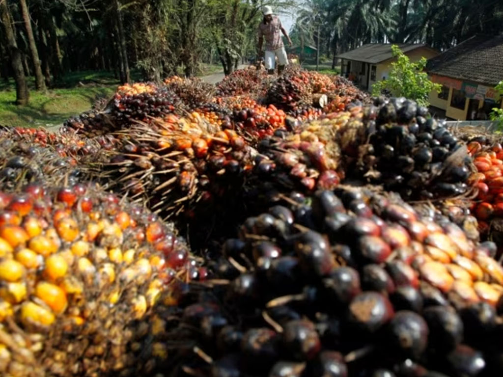 kelapa sawit banten