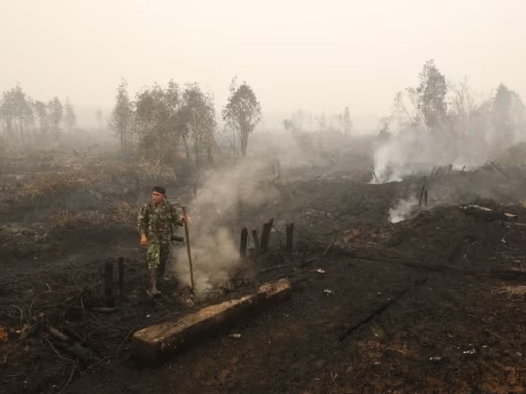 kebakaran lahan gambut di kalteng