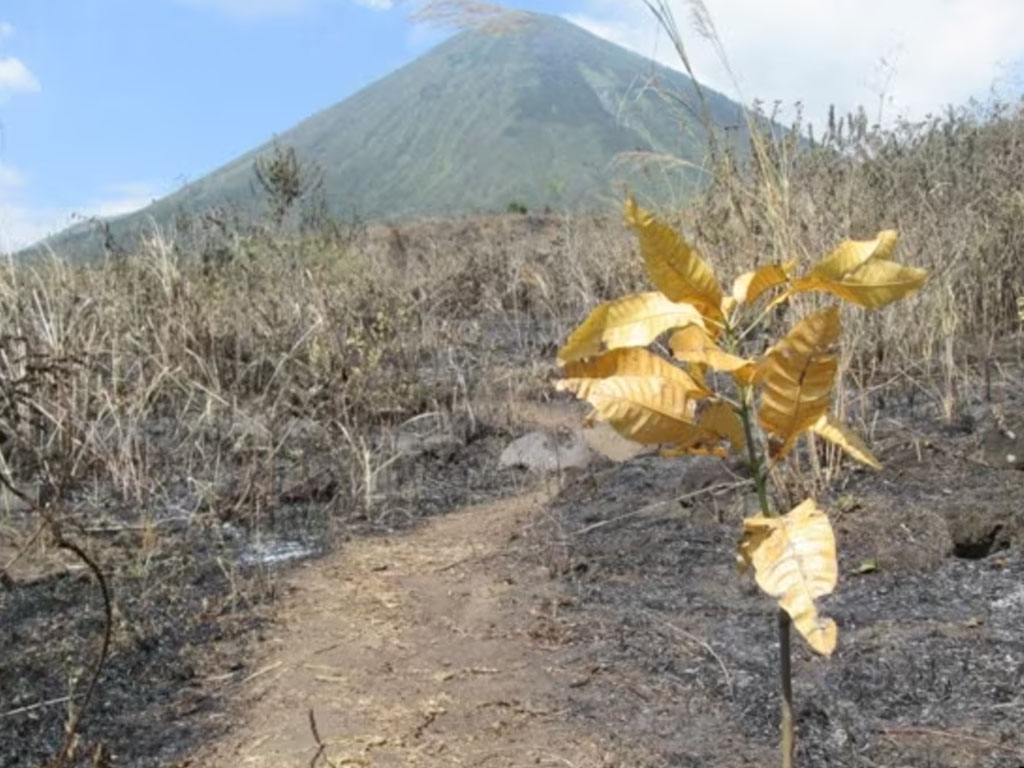 kebakaran hutan di jatim