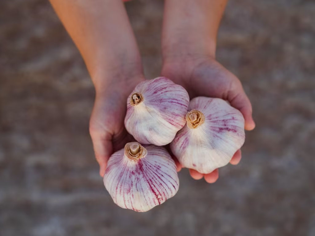 Bawang putih