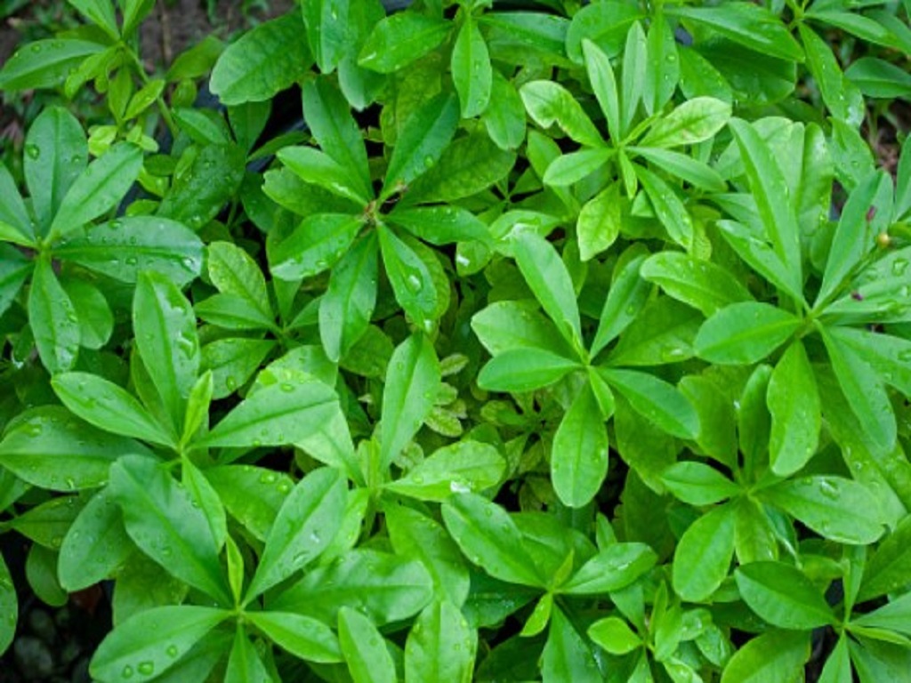 Manfaat Daun Ginseng