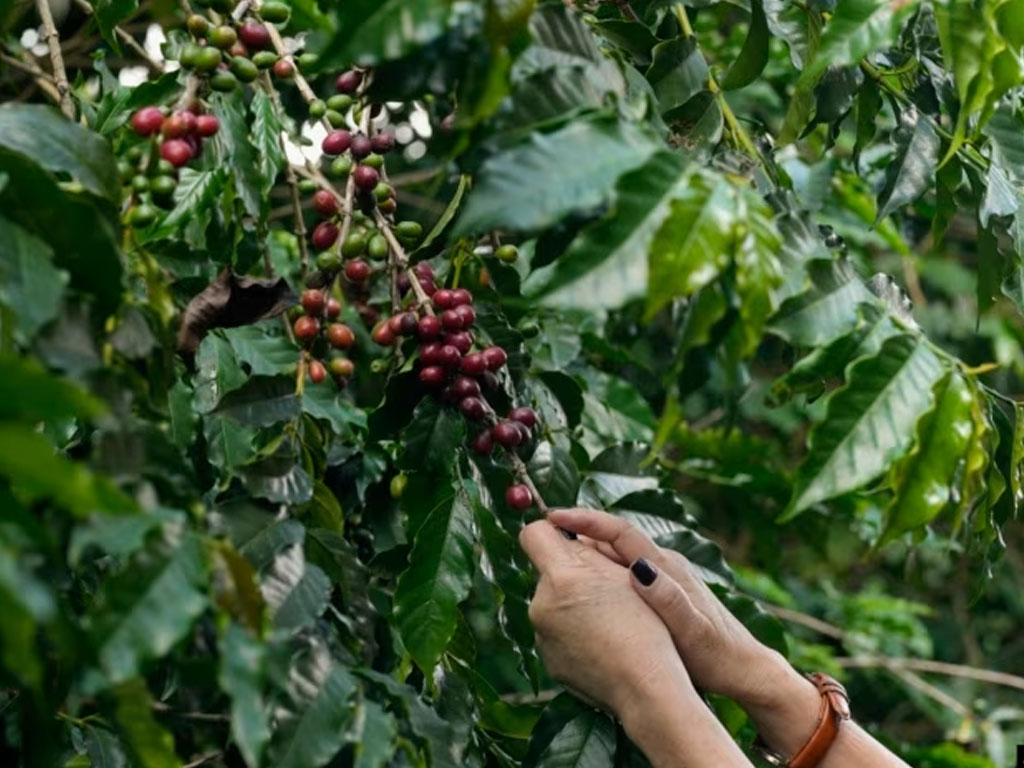 buah kopi di brasil