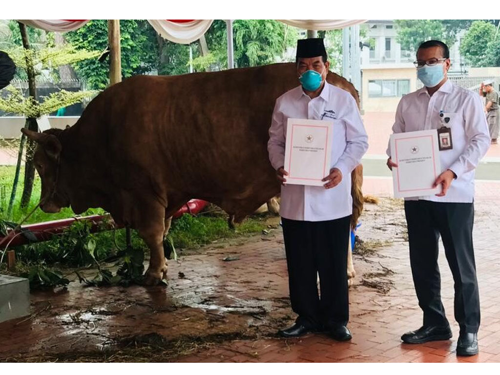 sapi kurban presiden diserahkan ke istiqlal