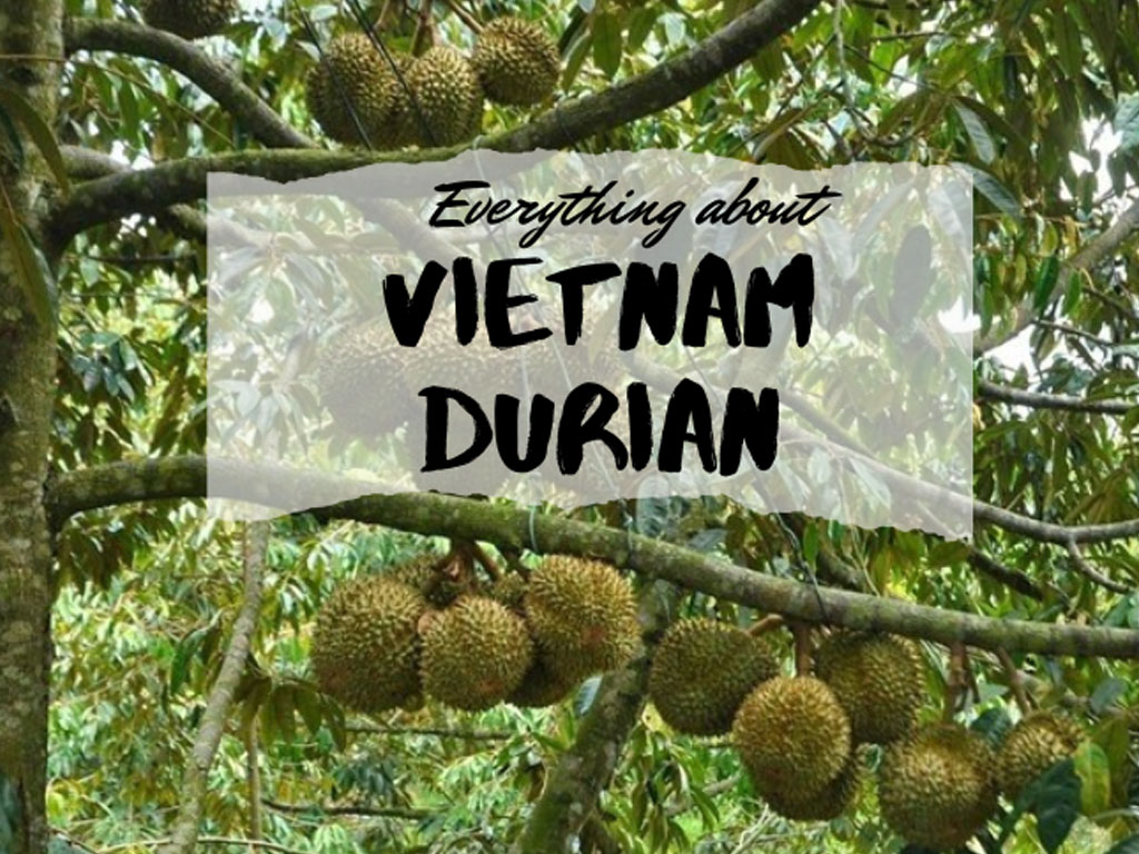 durian vietnam