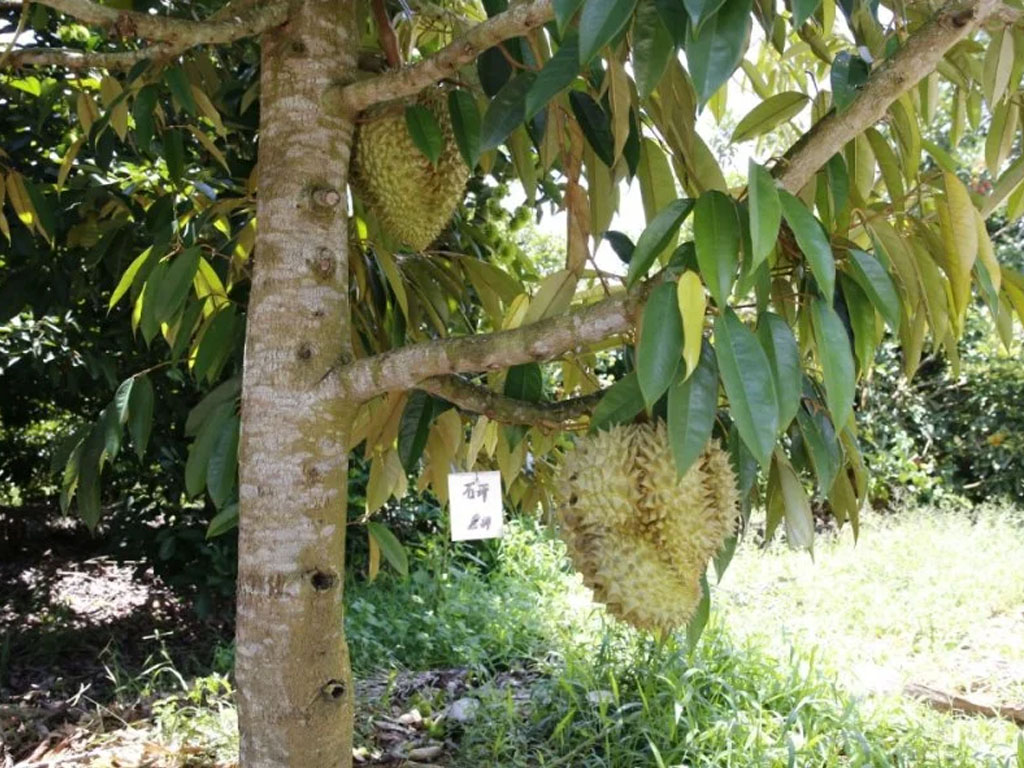 pohon durian di pulau hainan china