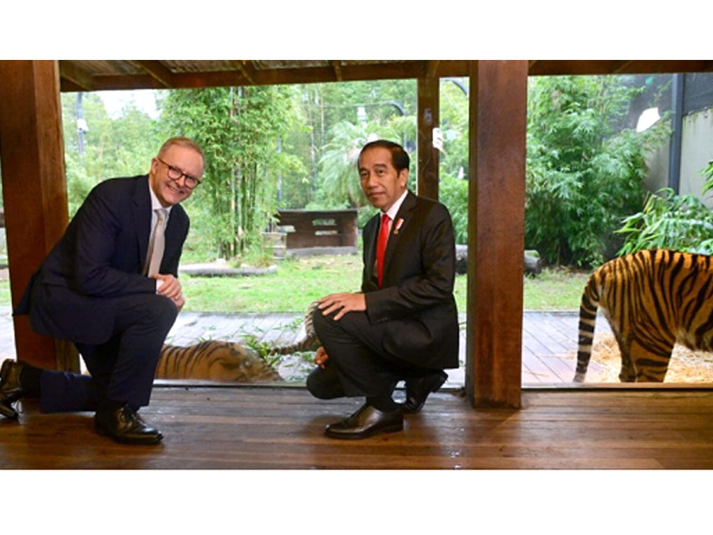 albanese dan jokowi lihat harimau sumatera