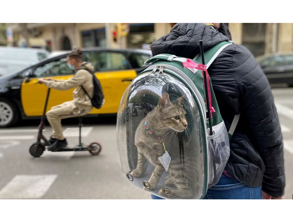 pemilik kucing di australia