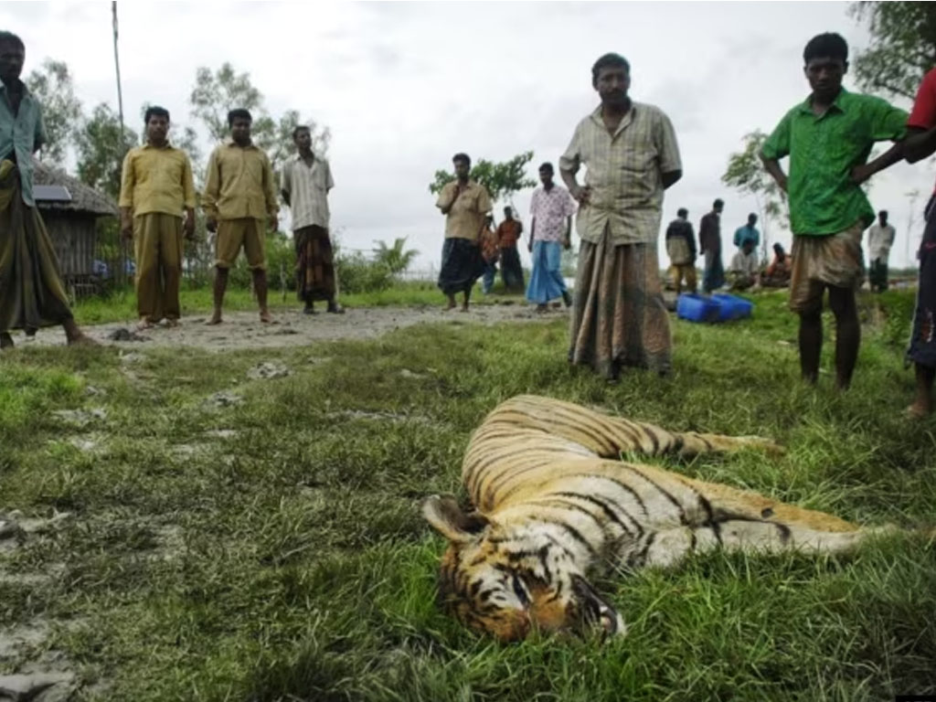 Seekor macan Bengal mati dibunuh warga di banglades