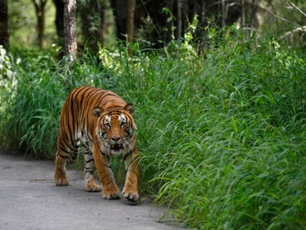 Seekor macan Bengal di bangladesh