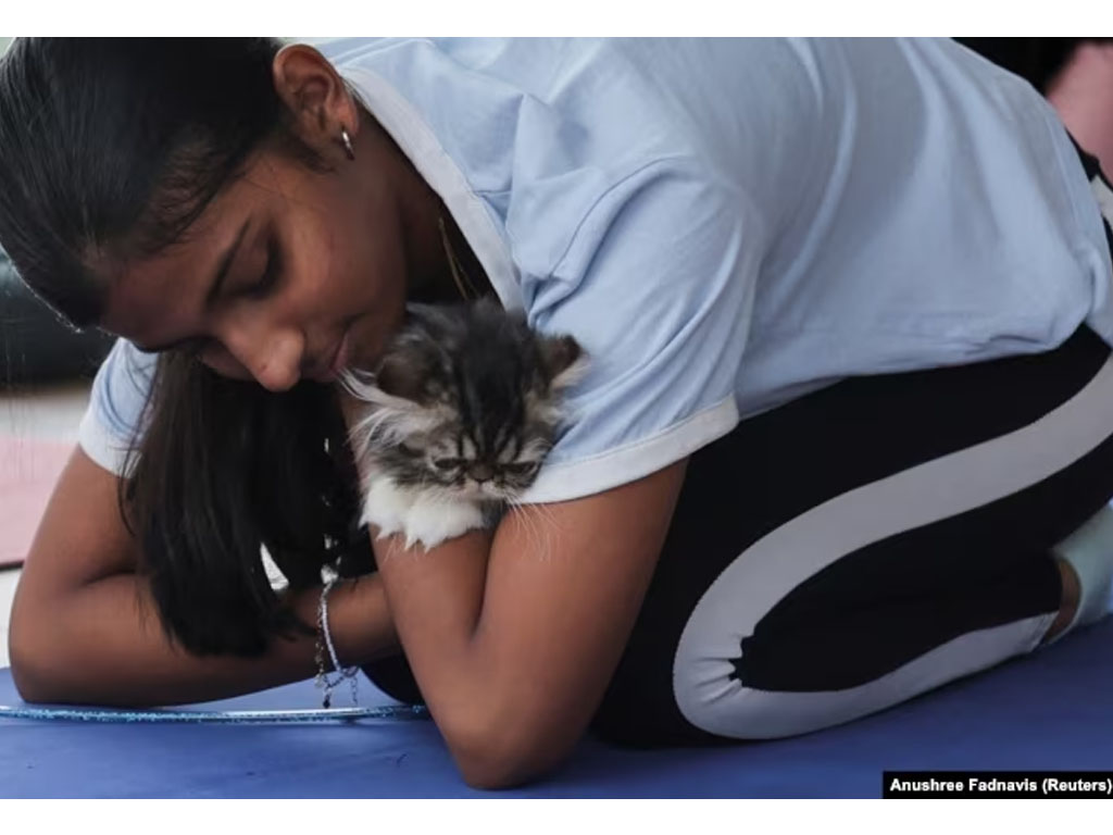 peserta yoga gendong anak kucing