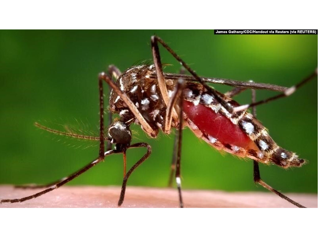 Seekor nyamuk Aedes aegypti betina