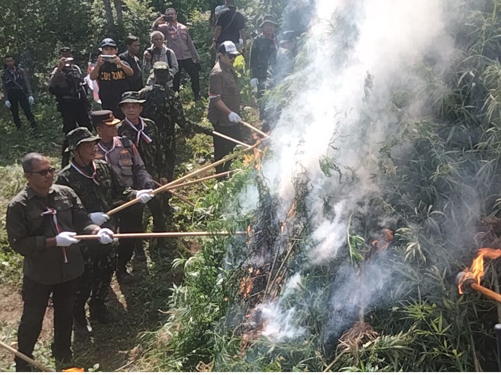 bnn musnahkan ladang ganja di aceh