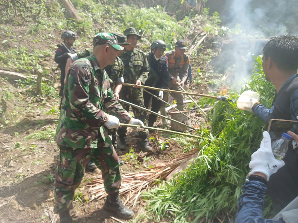 bakar ladang ganja di aceh utara2
