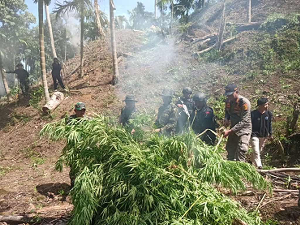 bakar ladang ganja di aceh utara1