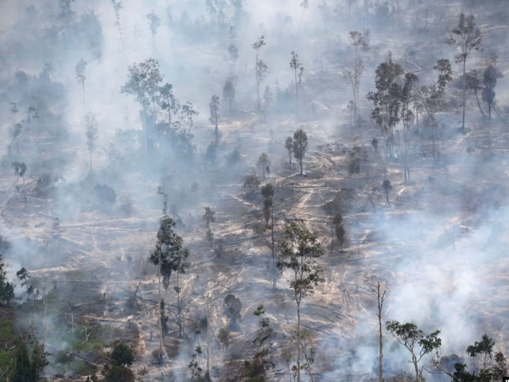 kebakaran hutan di kalteng