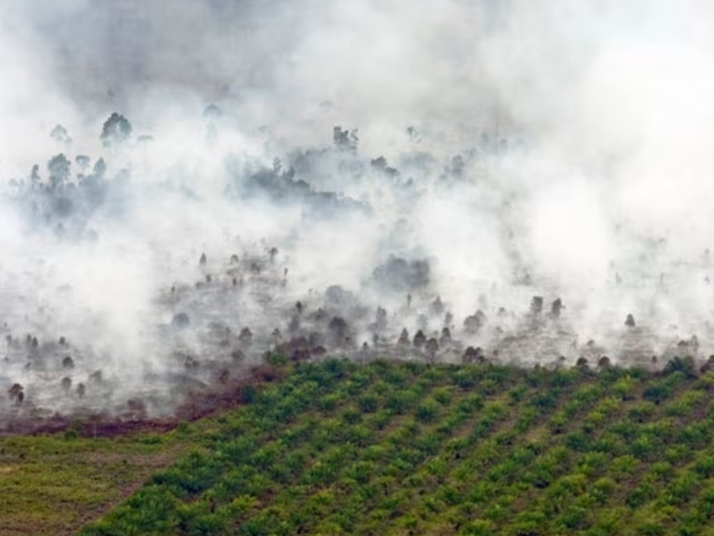 kebakaran hutan di rohil