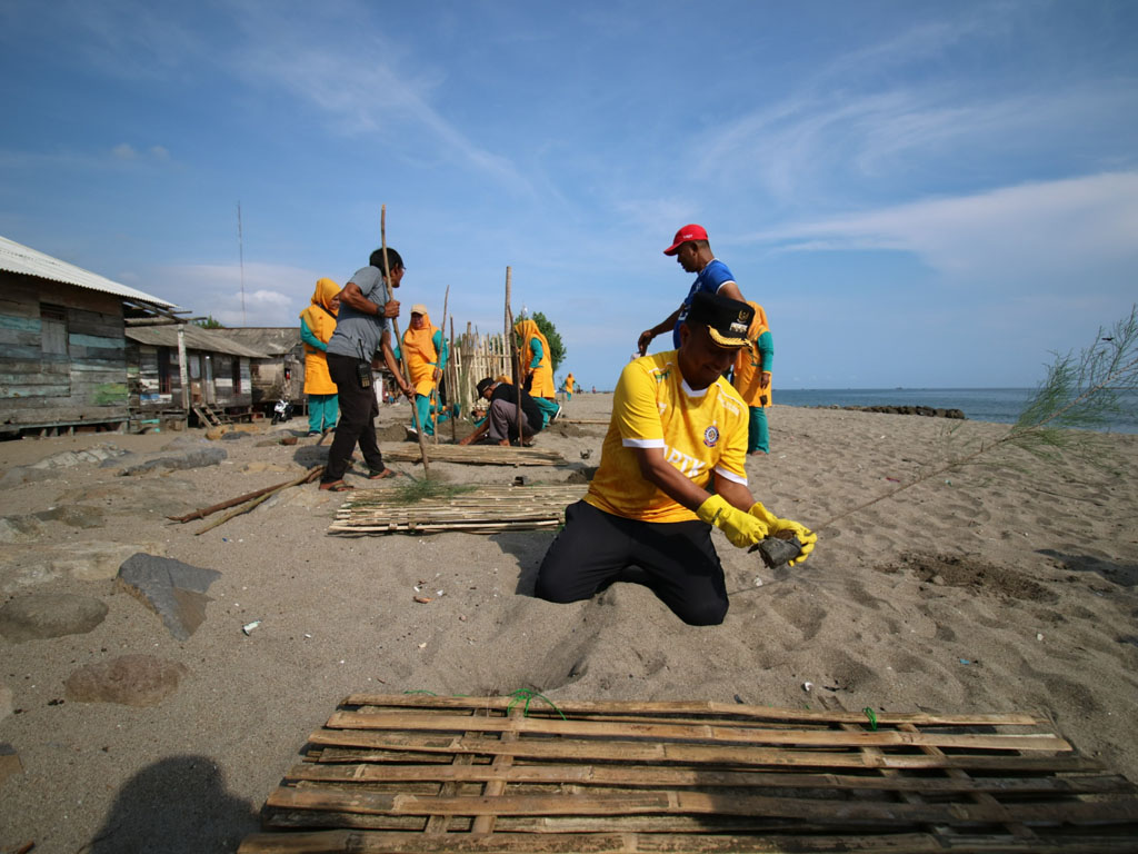 tanam cemara di lhokseumawe3