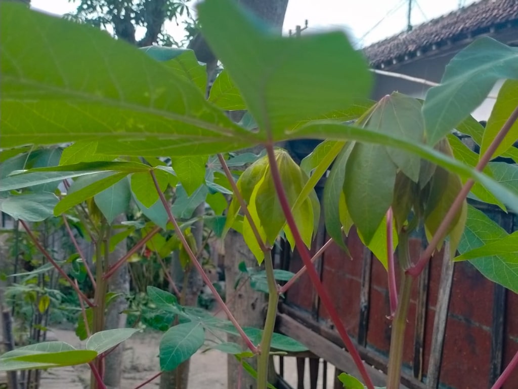 Daun Singkong