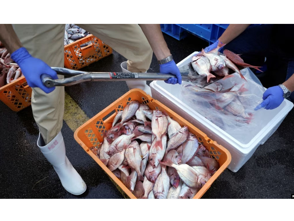 sampel ikan fukushima