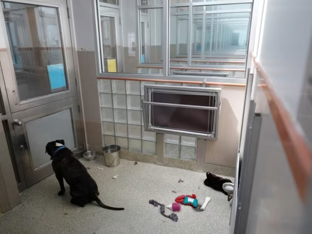 sekor anjing di pusat penampungan hewan di Washington