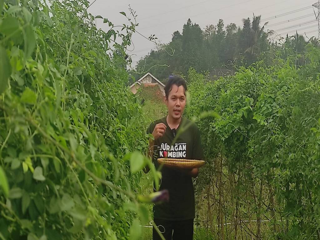 Bunga Telang