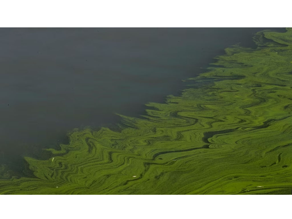Alga mengapung di Ohio AS