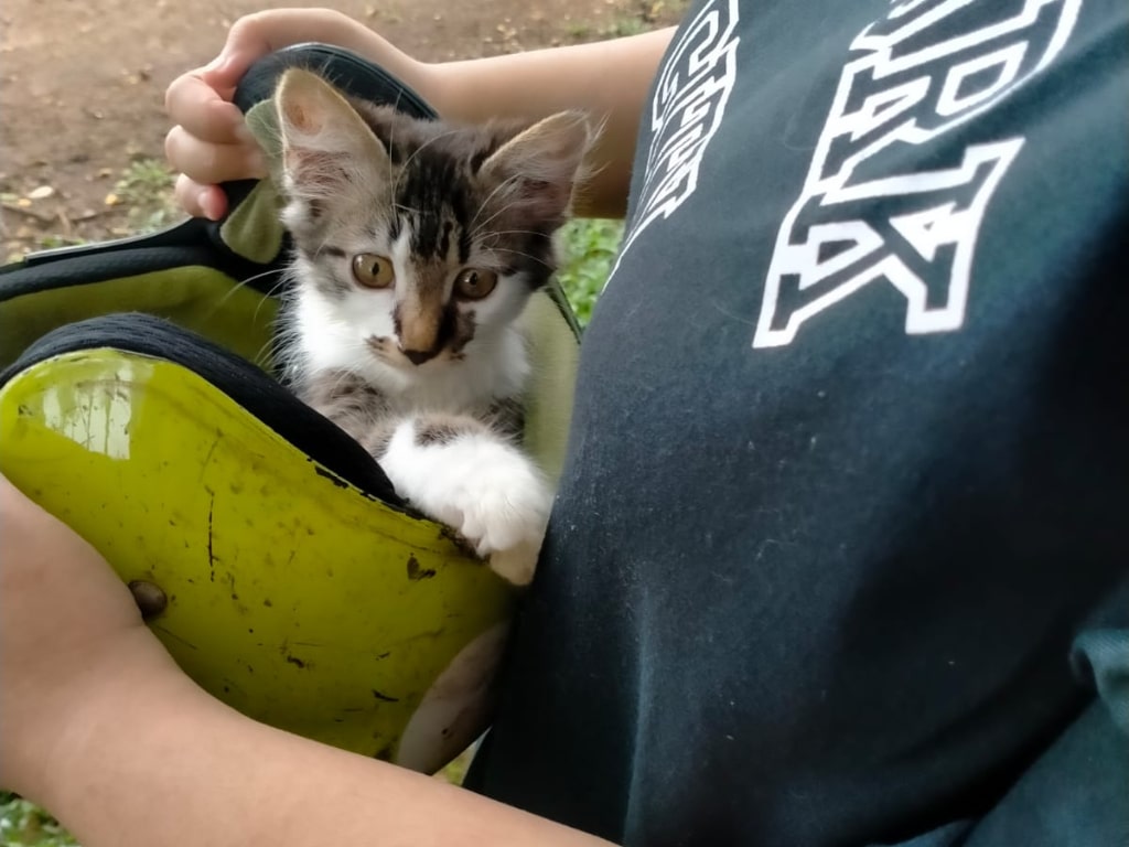 Kucing