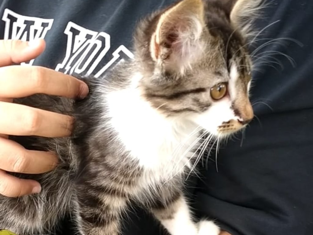 Kucing