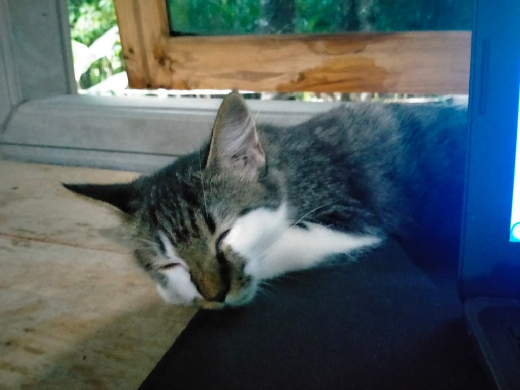 Kucing